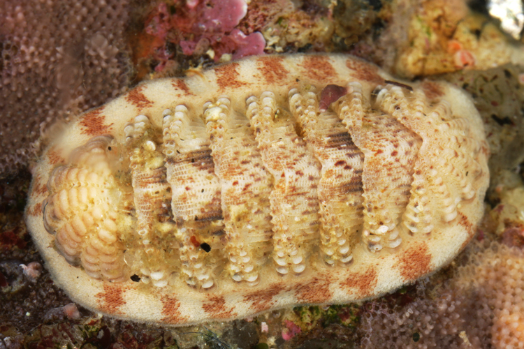 Callistochiton palmulatus